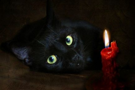 Признаци за котките - най-честите суеверия