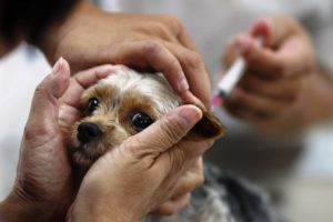 Заразяването срещу кърлежи за кучета - предимства и недостатъци