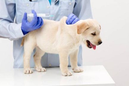 Заразяването срещу кърлежи за кучета - факти и заблуди