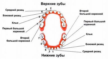 Изригване на кучешките зъби на децата в симптомите, какво да направите, ако зъбите на изкачване на очите