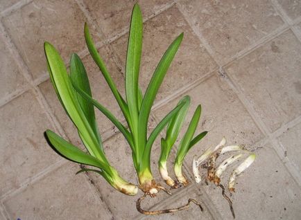 Clivia грижа за растенията (Снимка) в дома