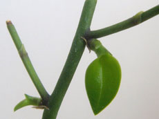 Размножаване на Phalaenopsis у дома - на закрито цветя и растения