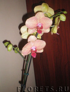 Размножаване на Phalaenopsis у дома - на закрито цветя и растения