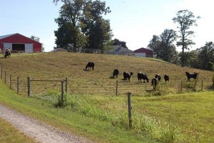 Племенни крави у нас и в земеделското стопанство, бизнес плана, печалбата