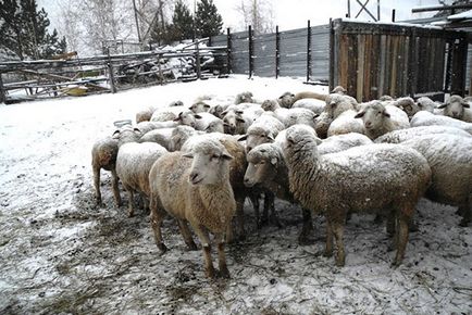 Разплодни овце и отглеждане у дома за начинаещи, бизнес план, видео