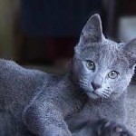 Руска синя котка снимка и цена, характера и описание на скални основи, характеристики,