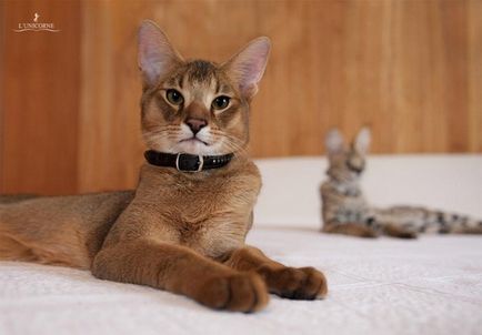 Най-голямата котка порода в света на описание, снимки, оценки
