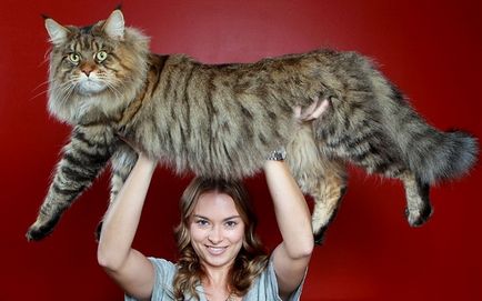 Най-голямата котка порода в света на описание, снимки, оценки