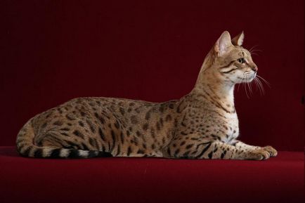 Най-голямата котка в света - топ 8 със снимки, интересни факти