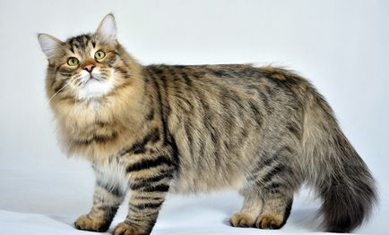 Най-голямата котка в света - топ 8 със снимки, интересни факти