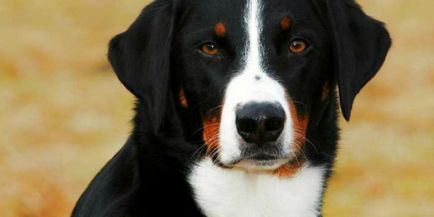 Най-добрите породи кучета са средни по размер със снимки и имена