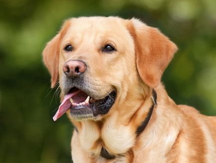 Най-лоялен порода куче в света колко умни са, обичащи домакин, топ 10