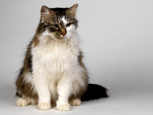От древни времена, хората се чудят защо котките опашка и наблюдения ще улесни търсенето на отговор