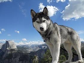 Сибирско хъски - снимка и описание порода, ценообразуване и избор на кученце, храна и грижи, особено