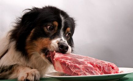 Сурово месо за кучета е възможно да се даде, полза и вреда, всичко за кучета