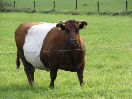 Каква е продължителността на бременността на крава и теле е