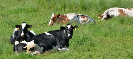 Каква е продължителността на бременността на крава и теле е