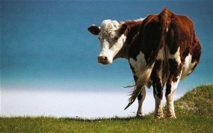 Колко крава теле люпене дати, характеристики и описания
