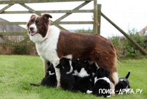 Куче майка-героиня - новини за кучета