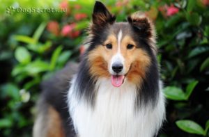 Кучета списък средни породи със снимки и описания