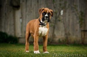 Кучета списък средни породи със снимки и описания