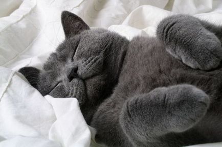 Сън и почивка на британските котки