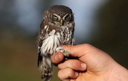 Owl - описание, видове, които живее, това, което яде, снимки