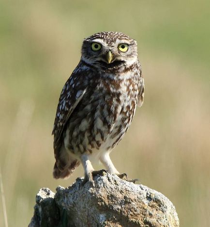 Owl - описание, видове, които живее, това, което яде, снимки