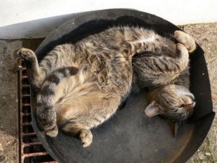 Спящата котки - голяма колекция от забавни снимки (котки) Спящата котки - голяма колекция от забавни снимки