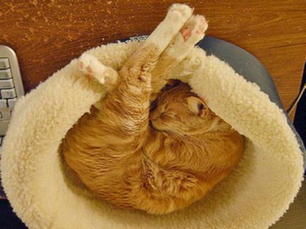 Спящата котки - голяма колекция от забавни снимки