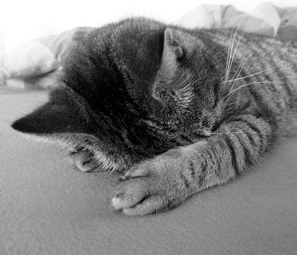 Спящата котка, спи котка - 35 фото-къща в село