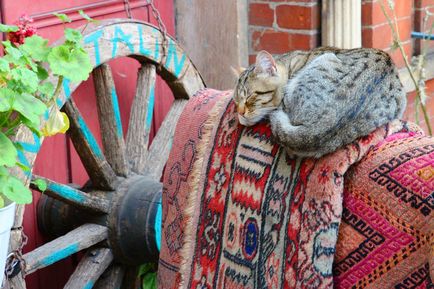 Спящата котка, спи котка - 35 фото-къща в село