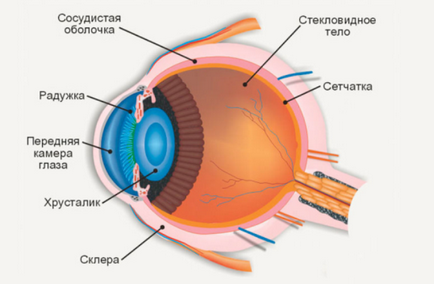 Структурата на човешкото око - анатомия, картинки, снимки