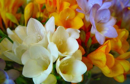 Сватбен букет от фрезии изящни цветя за романтична булка