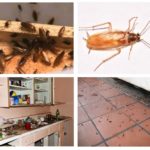 Хлебарки в апартамента - от това, което изглежда и какво да направите, ако те са развъждани