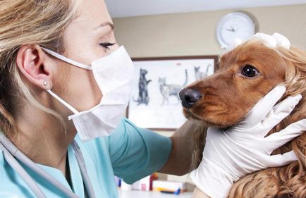 Токсокариазис в кучета симптоми и появата на паразита