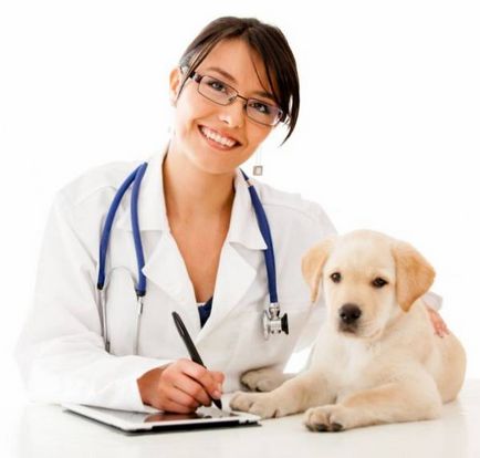 Токсокариазис в кучета симптоми и появата на паразита