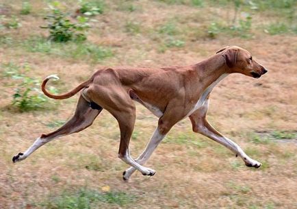 Най-високо от най-бързите кучета