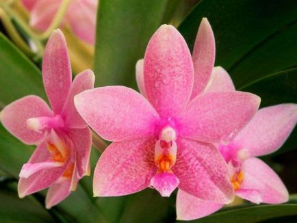 Тор за орхидеи в страната на обща информация от наторяване, pokon, Фуско, добросъвестен форте,