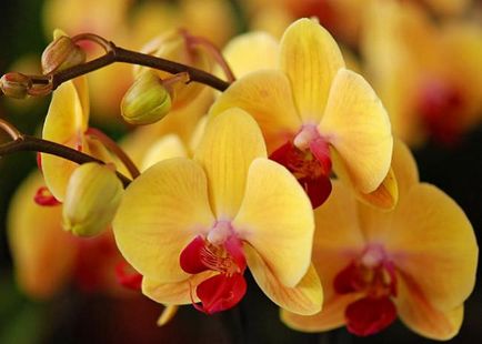 Тор за орхидеи в страната на обща информация от наторяване, pokon, Фуско, добросъвестен форте,