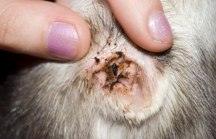 Ухото акари при кучета и котки снимка, симптоми и лечение
