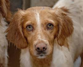 Ухото акари при кучета и котки снимка, симптоми и лечение
