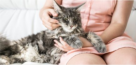 Ухото акари котки, лекувани в домашни условия, Purina един