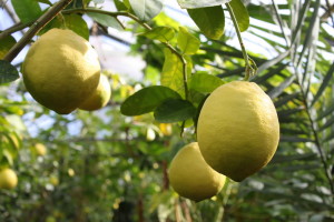 Грижи и лимон условия за отглеждане в дома, на почвата, поливане, пресаждане
