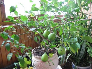 Грижи и лимон условия за отглеждане в дома, на почвата, поливане, пресаждане