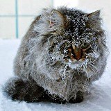 Грижа за котка през зимата - студено е опасно за котки