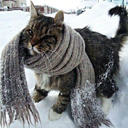 Грижа за котка през зимата - студено е опасно за котки