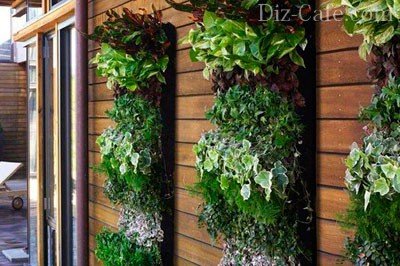 Вертикално озеленяване градина със собствените си ръце от върховете на ландшафтни дизайнери