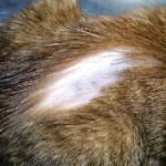 Загубата на коса при котките причинява и лечение, снимка, туфи на корема и краката, гърба и опашката, шията,