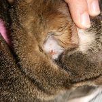 Загубата на коса при котките причинява и лечение, снимка, туфи на корема и краката, гърба и опашката, шията (лечение) Загубата на коса при котките причинява и лечение, снимка, туфи на корема и краката, гърба и опашката, шията,